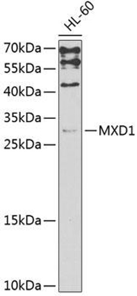 Epigenetics and Nuclear Signaling Antibodies 3 Anti-MXD1 Antibody CAB3613