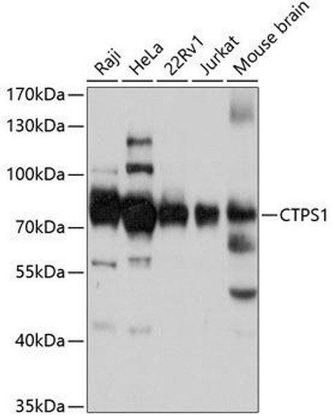Immunology Antibodies 2 Anti-CTPS1 Antibody CAB3817