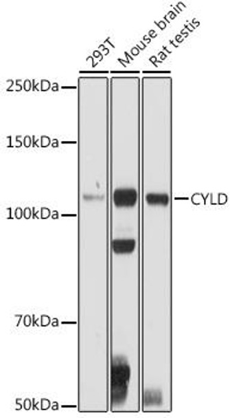 Cell Cycle Antibodies 1 Anti-CYLD Antibody CAB3821