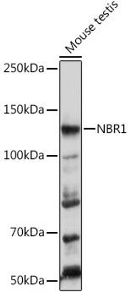 Cell Biology Antibodies 9 Anti-NBR1 Antibody CAB3949