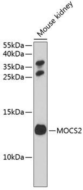 Cell Biology Antibodies 9 Anti-MOCS2 Antibody CAB3965