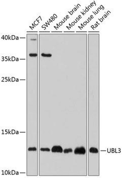 Cell Biology Antibodies 9 Anti-UBL3 Antibody CAB4028