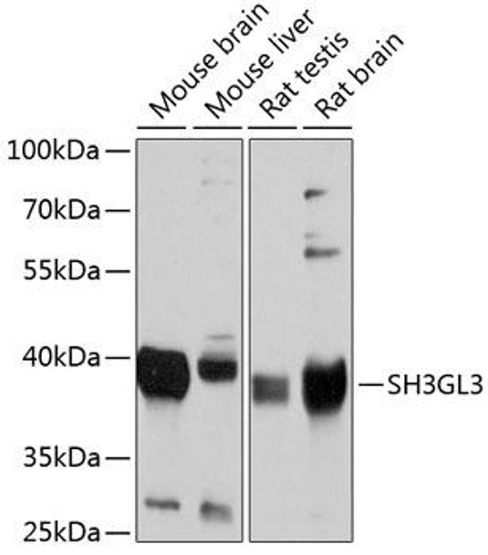 Cell Biology Antibodies 9 Anti-SH3GL3 Antibody CAB4112