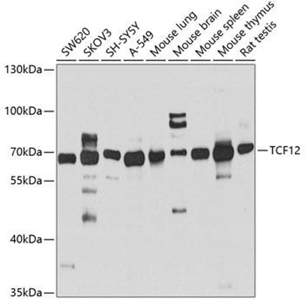 Developmental Biology Anti-TCF12 Antibody CAB4146