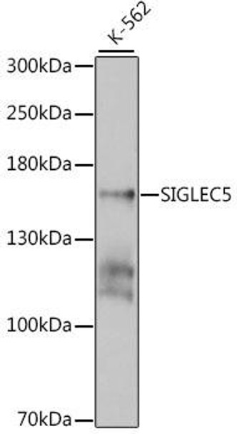 Cell Biology Antibodies 9 Anti-SIGLEC5 Antibody CAB4250