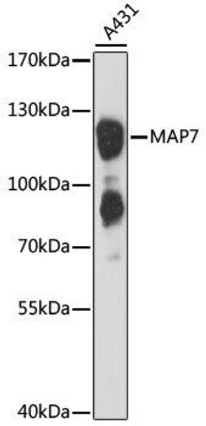 Cell Biology Antibodies 9 Anti-MAP7 Antibody CAB4267