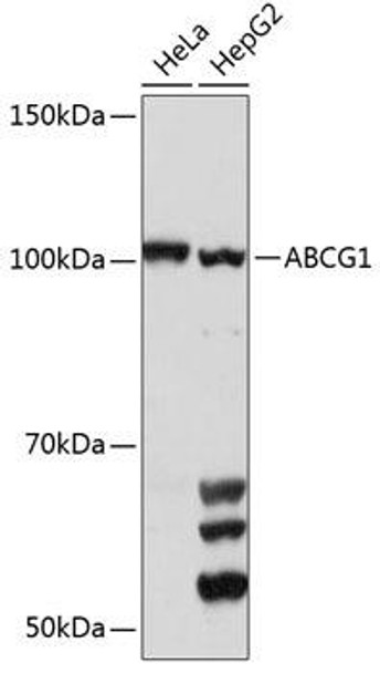 Cell Biology Antibodies 9 Anti-ABCG1 Antibody CAB4328