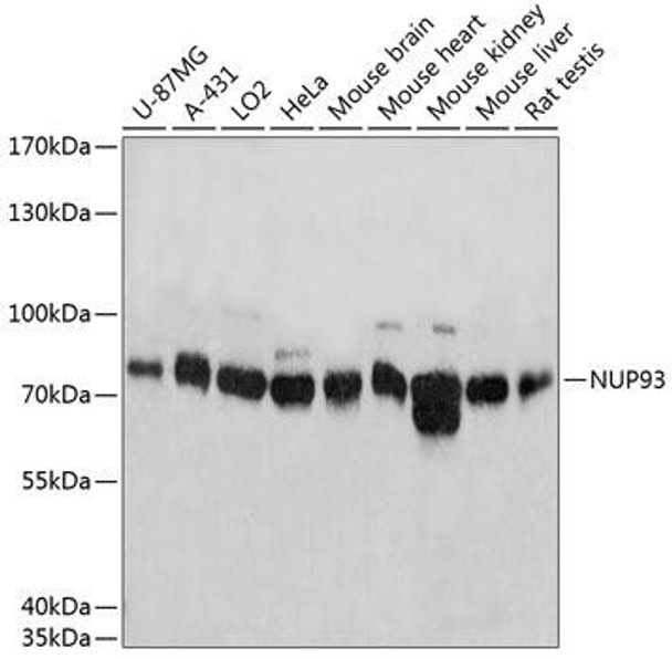 Epigenetics and Nuclear Signaling Antibodies 3 Anti-NUP93 Antibody CAB4333