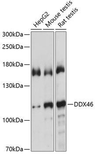 Epigenetics and Nuclear Signaling Antibodies 3 Anti-DDX46 Antibody CAB4350