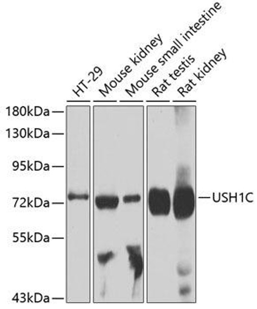 Cell Biology Antibodies 16 Anti-USH1C Antibody CAB4368