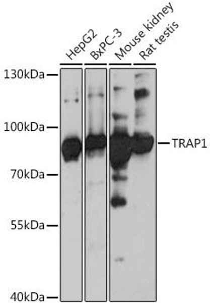 Cell Biology Antibodies 9 Anti-TRAP1 Antibody CAB4378