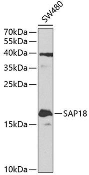 Epigenetics and Nuclear Signaling Antibodies 3 Anti-SAP18 Antibody CAB4397