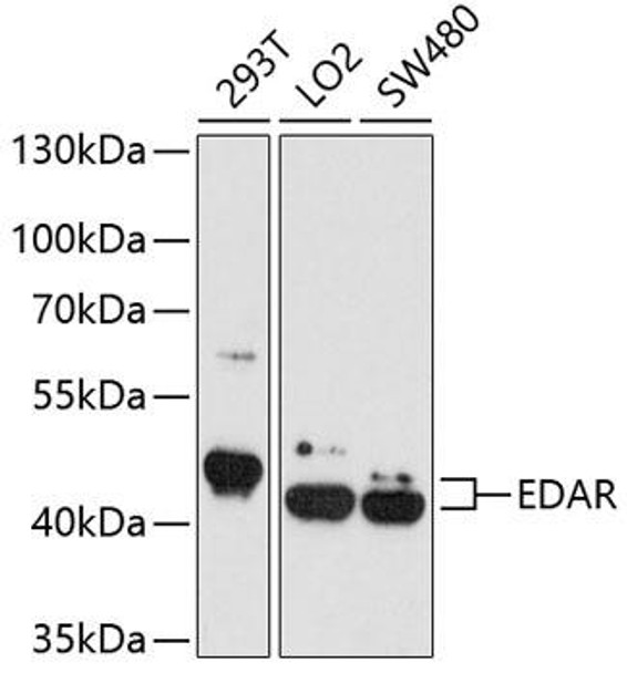 Cell Death Antibodies 2 Anti-EDAR Antibody CAB4461