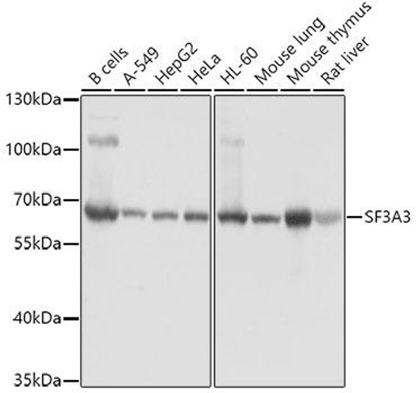 Epigenetics and Nuclear Signaling Antibodies 3 Anti-SF3A3 Antibody CAB4465