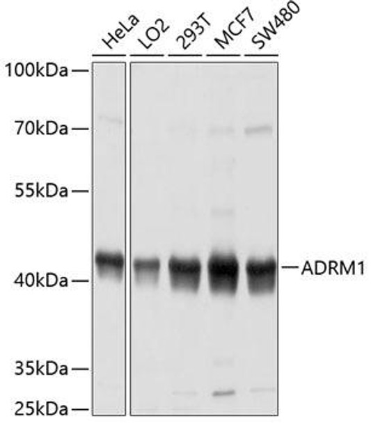 Cell Biology Antibodies 9 Anti-ADRM1 Antibody CAB4481