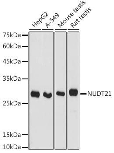 Developmental Biology Anti-NUDT21 Antibody CAB4482