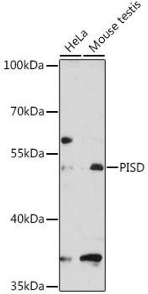 Metabolism Antibodies 2 Anti-PISD Antibody CAB4580