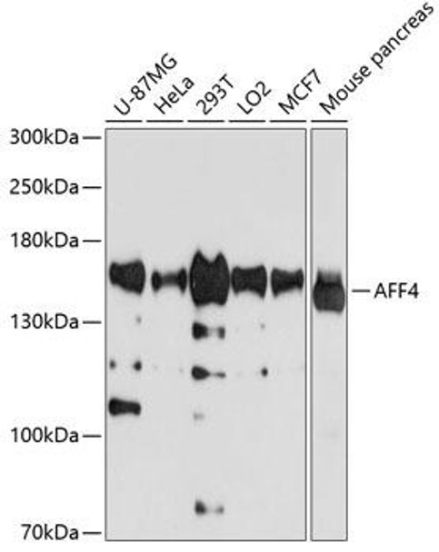 Epigenetics and Nuclear Signaling Antibodies 3 Anti-AFF4 Antibody CAB4644