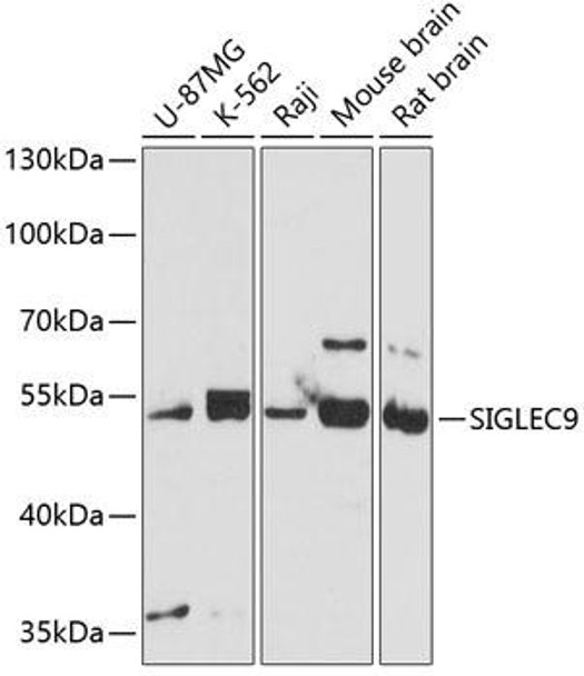 Cell Biology Antibodies 9 Anti-SIGLEC9 Antibody CAB4648