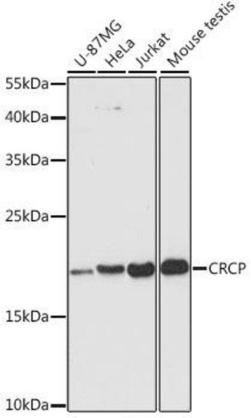 Immunology Antibodies 2 Anti-CRCP Antibody CAB4657
