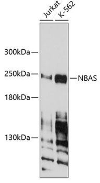 ChIP Antibodies Anti-NBAS Antibody CAB4748