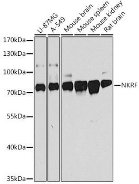 Epigenetics and Nuclear Signaling Antibodies 3 Anti-NKRF Antibody CAB4853