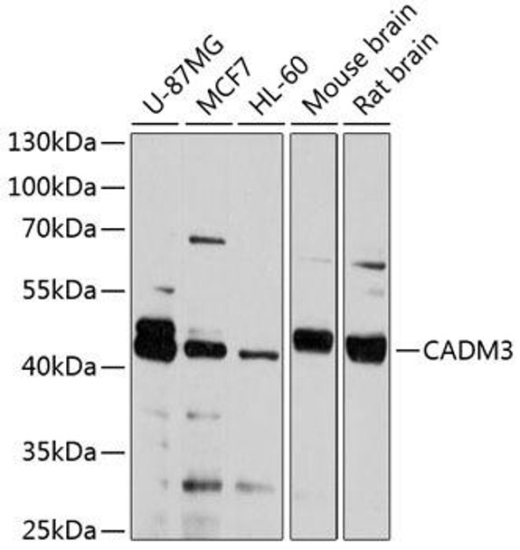 Cell Biology Antibodies 9 Anti-CADM3 Antibody CAB4902