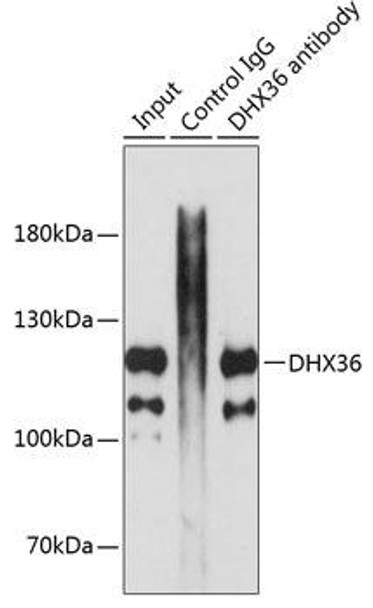 Immunology Antibodies 2 Anti-DHX36 Antibody CAB5191