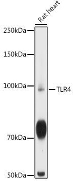 Immunology Antibodies 2 Anti-TLR4 Antibody CAB5258