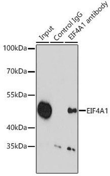 Immunology Antibodies 2 Anti-EIF4A1 Antibody CAB5294