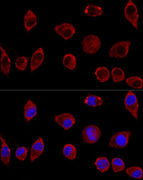 Cell Biology Antibodies 9 Anti-DAO Antibody CAB5309