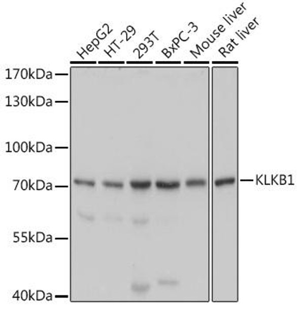 Cardiovascular Antibodies Anti-KLKB1 Antibody CAB5318