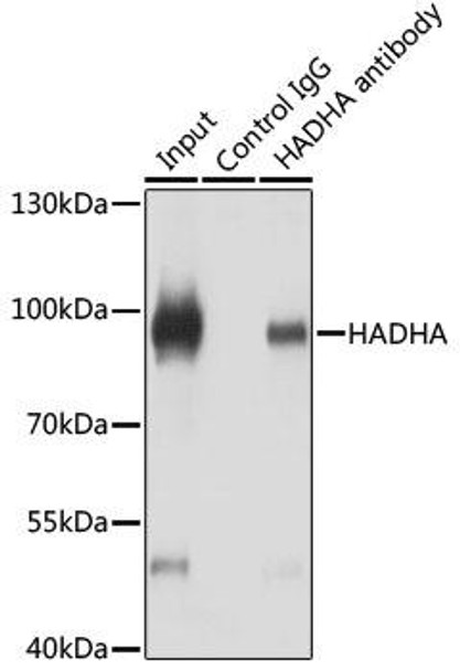 KO Validated Antibodies 1 Anti-HADHA Antibody CAB5346KO Validated