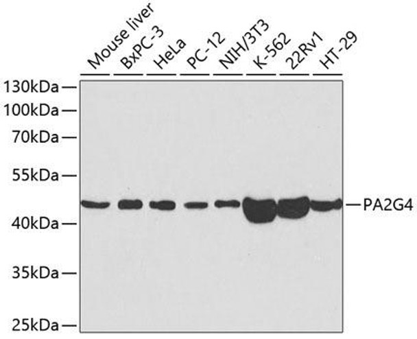 Epigenetics and Nuclear Signaling Antibodies 3 Anti-PA2G4 Antibody CAB5376
