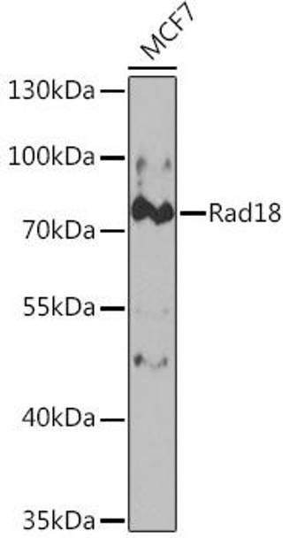 Epigenetics and Nuclear Signaling Antibodies 3 Anti-Rad18 Antibody CAB5380