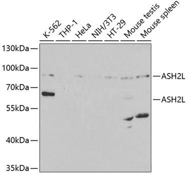 Epigenetics and Nuclear Signaling Antibodies 3 Anti-ASH2L Antibody CAB5392