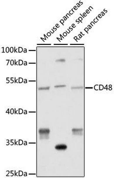 Cell Biology Antibodies 9 Anti-CD48 Antibody CAB5396