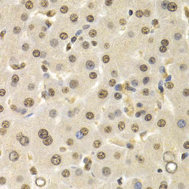 Cell Cycle Antibodies 1 Anti-CUL4B Antibody CAB5400