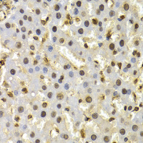 Cell Cycle Antibodies 1 Anti-CUL4B Antibody CAB5400