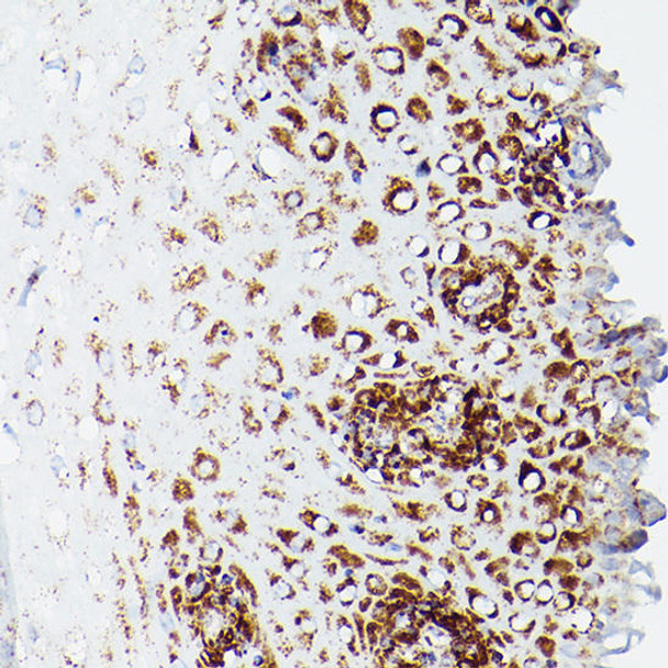 Cell Biology Antibodies 9 Anti-DLD Antibody CAB5403