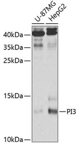 Cell Biology Antibodies 9 Anti-PI3 Antibody CAB5441