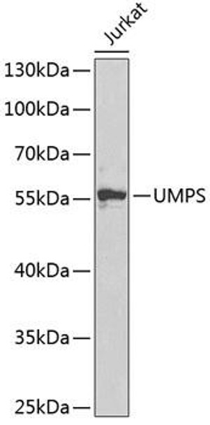 Metabolism Antibodies 2 Anti-UMPS Antibody CAB5492