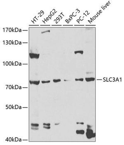 Signal Transduction Antibodies 3 Anti-SLC3A1 Antibody CAB5500