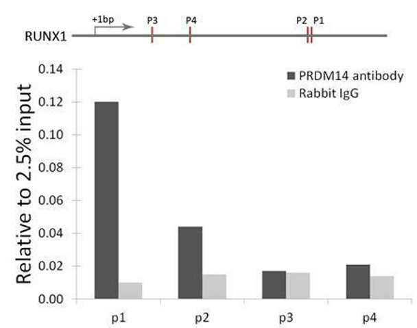 Epigenetics and Nuclear Signaling Antibodies 3 Anti-PRDM14 Antibody CAB5543