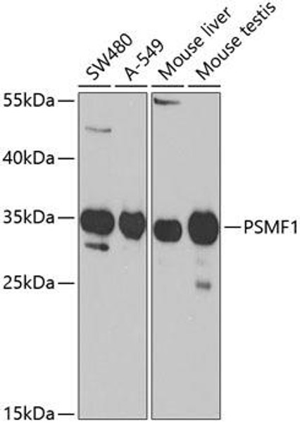 Cell Biology Antibodies 9 Anti-PSMF1 Antibody CAB5554
