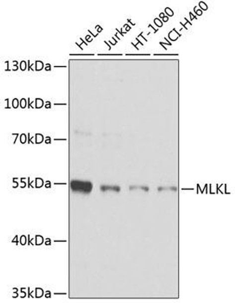 Cell Biology Antibodies 9 Anti-MLKL Antibody CAB5579