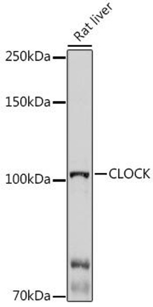 Cell Biology Antibodies 9 Anti-CLOCK Antibody CAB5633