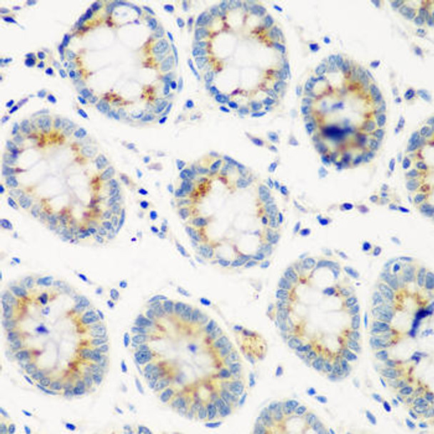 Cell Biology Antibodies 9 Anti-CTSG Antibody CAB5636