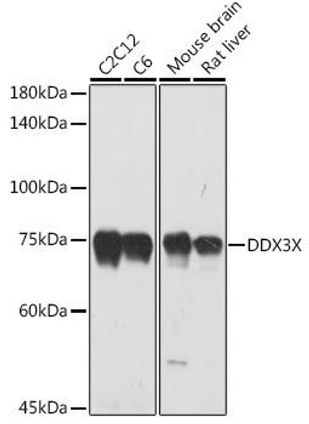Cell Death Antibodies 2 Anti-DDX3X Antibody CAB5637