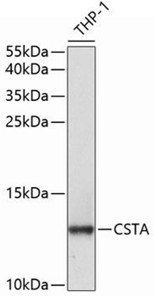 Cell Biology Antibodies 9 Anti-CSTA Antibody CAB5686